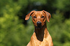 German Pinscher