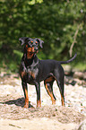 german pinscher