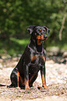 german pinscher