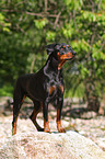 german pinscher