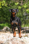 german pinscher