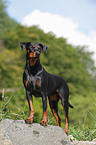 german pinscher