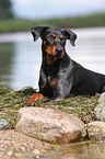 german pinscher