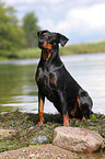 german pinscher