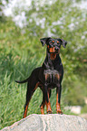 german pinscher