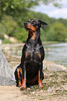 german pinscher