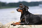 german pinscher