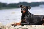 german pinscher