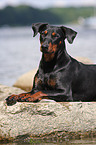 german pinscher