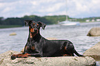 german pinscher