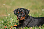 german pinscher puppy