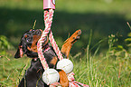 german pinscher puppy