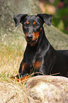 german pinscher