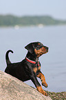 german pinscher puppy