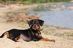 german pinscher puppy