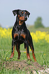 german pinscher