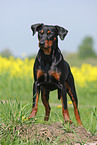 german pinscher