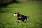 playing German Pinscher