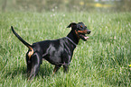 German Pinscher