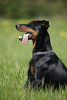 sitting German Pinscher