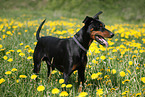 German Pinscher