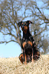 sitting German Pinscher