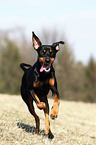 running German Pinscher