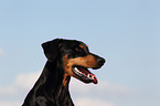 German Pinscher Portrait