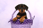 German Pinscher Puppy