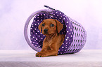 German Pinscher Puppy