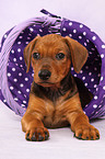 German Pinscher Puppy