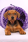 German Pinscher Puppy