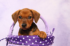 German Pinscher Puppy