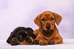 German Pinscher Puppies