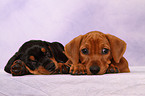 German Pinscher Puppies