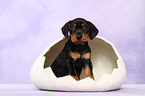 German Pinscher Puppy