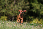 German Pinscher Puppy