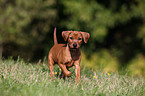 German Pinscher Puppy