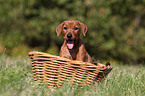 German Pinscher Puppy