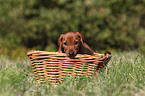 German Pinscher Puppy