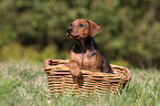 German Pinscher Puppy