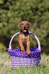 German Pinscher Puppy