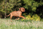 German Pinscher Puppy