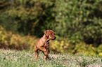 German Pinscher Puppy