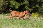 German Pinscher Puppy