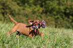 German Pinscher Puppy