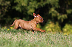 German Pinscher Puppy