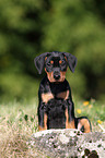 German Pinscher Puppy