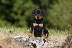 German Pinscher Puppy