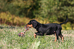 German Pinscher Puppy